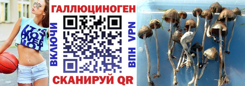 kraken tor  Дубна  Псилоцибиновые грибы Psilocybine cubensis 