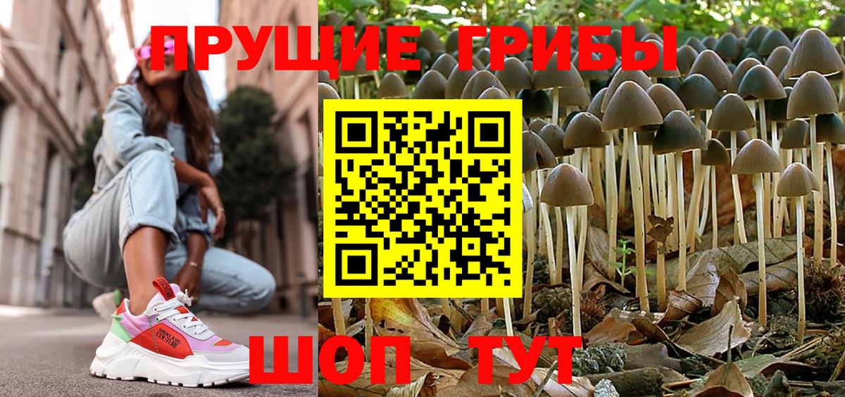 где продают   Вход с VPN  Дубна  Псилоцибиновые грибы Cubensis 